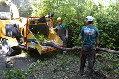 tree services Cocoa